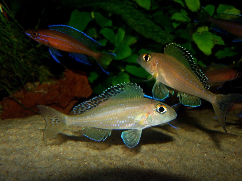 Xenotilapia spilopterus 'Mabilibili'